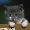 Avatar utilizator